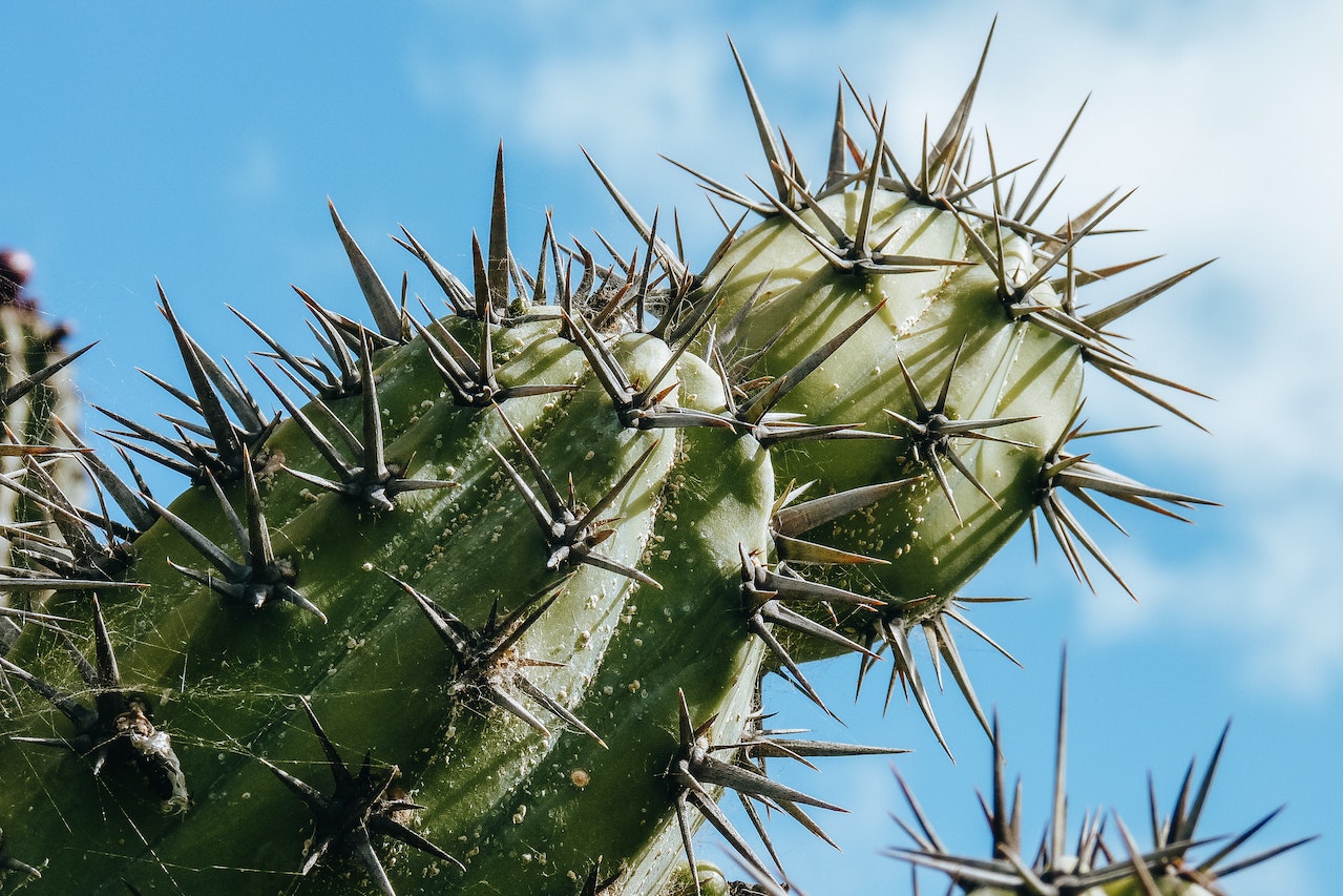 Cactus in Jamaica