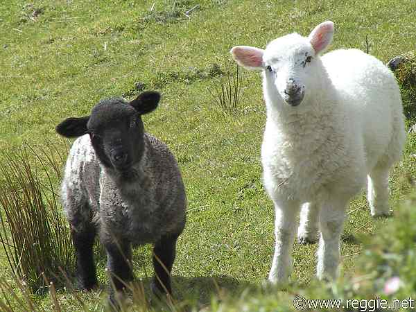 4737304_black_and_white_sheep-600.jpg