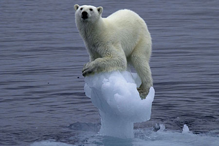 polarbearSWP_450x300.jpg