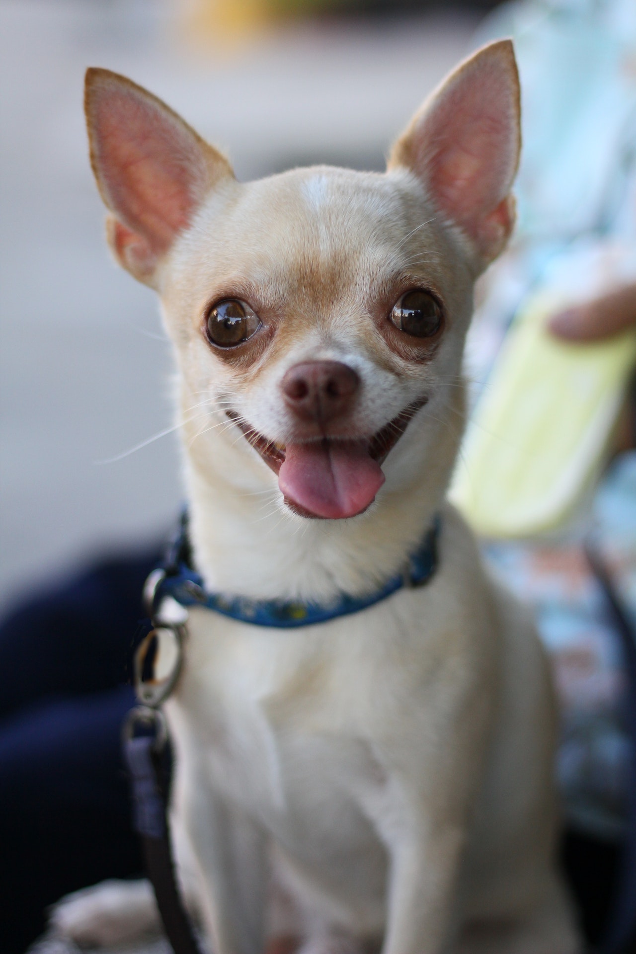 Chihuahua at the vets