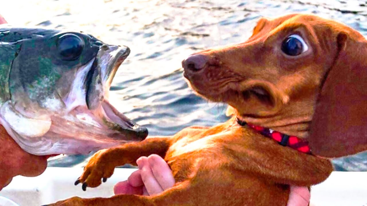 Dogs and Marine Biologists