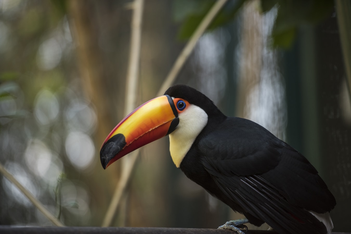 Toucan happens