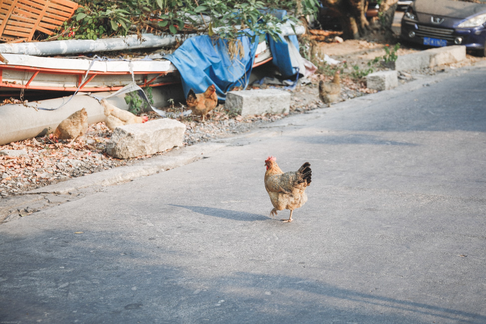 Why did the chicken cross the road?